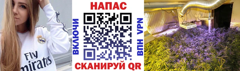 дарк нет телеграм  Мещовск  Бошки Шишки ГИДРОПОН 